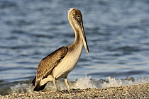 Brown Pelican (Pelecanus occidentalis) on beach, Texas