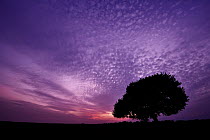 Coast Live Oak (Quercus agrifolia) at sunset, George West, Texas