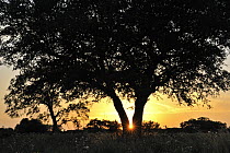 Coast Live Oak (Quercus agrifolia) at sunset, George West, Texas