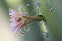 Old Man Cactus (Lophocereus schottii) flower with ant on night blooming flower, El Vizcaino Biosphere Reserve, Mexico