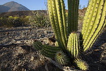 Organ Pipe Cactus (Stenocereus thurberi) in lava field of Volcan de las Virgenes, El Vizcaino Biosphere Reserve, Mexico