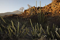 Pitaya Agria (Stenocereus gummosus) cactus in lava field of Volcan de las Virgenes, El Vizcaino Biosphere Reserve, Mexico