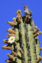 Cactus Wren (Campylorhynchus brunneicapillus) singing atop Cardon (Pachycereus pringlei) cactus, El Vizcaino Biosphere Reserve, Mexico