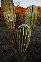 Indian Comb (Pachycereus pectenaboriginum) cacti in lava field of the Volcan de las Virgenes, El Vizcaino Biosphere Reserve, Mexico