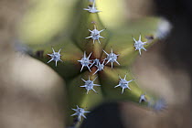 Old Man Cactus (Lophocereus schottii) detail of spines, El Vizcaino Biosphere Reserve, Mexico
