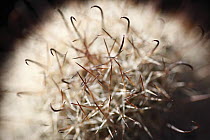 Fishhook Cactus (Mammillaria sp) spines, El Vizcaino Biosphere Reserve, Mexico