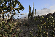 Opuntia (Opuntia) cactus in lava field of the Volcan de las Virgenes, El Vizcaino Biosphere Reserve, Mexico