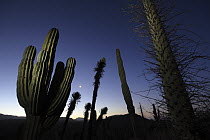 Boojum Tree (Idria columnaris) and Cardon (Pachycereus pringlei) cacti at dusk, El Vizcaino Biosphere Reserve, Mexico