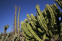 Organ Pipe Cactus (Stenocereus thurberi), El Vizcaino Biosphere Reserve, Mexico
