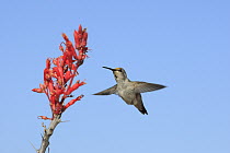 Black-chinned Hummingbird (Archilochus alexandri) visiting Ocotillo (Fouquieria splendens) cactus flowers, El Vizcaino Biosphere Reserve, Mexico