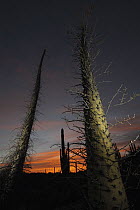 Boojum Tree (Idria columnaris) group at sunset, El Vizcaino Biosphere Reserve, Mexico