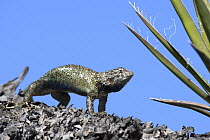 Desert Spiny Lizard (Sceloporus magister) in defensive posture, El Vizcaino Biosphere Reserve, Mexico