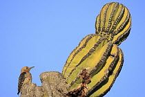 Gila Woodpecker (Melanerpes uropygialis) on Cardon (Pachycereus pringlei) cactus, El Vizcaino Biosphere Reserve, Mexico