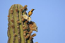 Hooded Oriole (Icterus cucullatus) on flowering Cardon (Pachycereus pringlei) cactus, El Vizcaino Biosphere Reserve, Mexico
