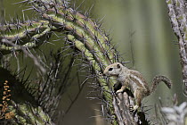 Harris' Antelope Squirrel (Ammospermophilus harrisii) on cactus, El Vizcaino Biosphere Reserve, Mexico