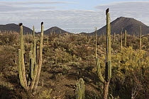 Turkey Vulture (Cathartes aura) group on cacti, El Vizcaino Biosphere Reserve, Mexico