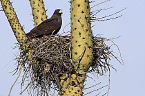 Harris' Hawk (Parabuteo unicinctus) on nest built in cactus, El Vizcaino Biosphere Reserve, Mexico