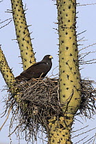 Harris' Hawk (Parabuteo unicinctus) on nest built in cactus, El Vizcaino Biosphere Reserve, Mexico