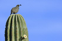Gambel's Quail (Callipepla gambelii) perched on cactus, El Vizcaino Biosphere Reserve, Mexico