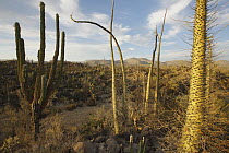 Boojum Tree (Idria columnaris) landscape, El Vizcaino Biosphere Reserve, Mexico