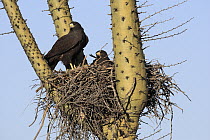 Harris' Hawk (Parabuteo unicinctus) pair in nest built in cactus, El Vizcaino Biosphere Reserve, Mexico