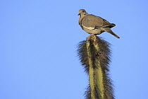 White-winged Dove (Zenaida asiatica) atop cactus, El Vizcaino Biosphere Reserve, Mexico