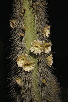 Old Man Cactus (Lophocereus schotti) at night with open flowers, El Vizcaino Biosphere Reserve, Mexico