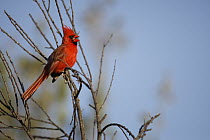 Northern Cardinal (Cardinalis cardinalis) male singing, El Vizcaino Biosphere Reserve, Mexico