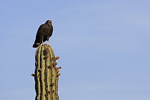 Harris' Hawk (Parabuteo unicinctus) calling from atop cactus, El Vizcaino Biosphere Reserve, Mexico