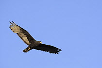 Harris' Hawk (Parabuteo unicinctus) flying, El Vizcaino Biosphere Reserve, Mexico