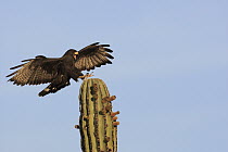 Harris' Hawk (Parabuteo unicinctus) landing on a cactus, El Vizcaino Biosphere Reserve, Mexico