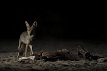 Coyote (Canis latrans) scavening on carcass, El Vizcaino Biosphere Reserve, Mexico
