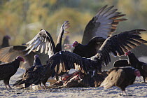 Turkey Vulture (Cathartes aura) group eating a dead foal, El Vizcaino Biosphere Reserve, Mexico