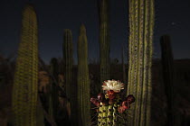 Organ Pipe Cactus (Stenocereus thurberi) by night with opened flower, El Vizcaino Biosphere Reserve, Mexico