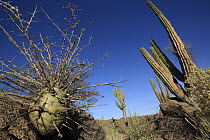Boojum Tree (Idria columnaris) sapling, El Vizcaino Biosphere Reserve, Mexico