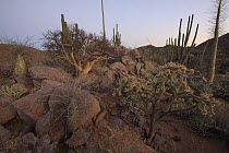 Boojum Tree (Idria columnaris) and Cardon (Pachycereus pringlei) cactus, El Vizcaino Biosphere Reserve, Mexico