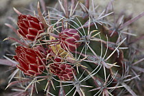 Fishhook Barrel Cactus (Ferocactus wislizenii) flowers, El Vizcaino Biosphere Reserve, Mexico