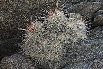 Cactus growing in rock crevice, El Vizcaino Biosphere Reserve, Mexico