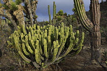 Cactus (Myrtillocactus cochal) in desert landscape, El Vizcaino Biosphere Reserve, Mexico