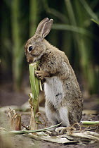 European Rabbit (Oryctolagus cuniculus) feeding on corn stalk, Germany