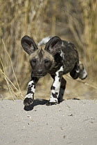 African Wild Dog (Lycaon pictus) six to eight week old pup running, Okavango Delta, Botswana