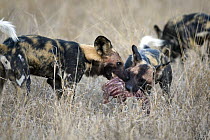 African Wild Dog (Lycaon pictus) pair feeding, Malamala Game Reserve, South Africa