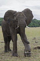 African Elephant (Loxodonta africana) young bull with poacher's snare on foot, Masai Mara, Kenya