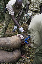 African Elephant (Loxodonta africana) with rangers and veterinarians attempting to remove poacher's snare from elephant's foot, Masai Mara, Kenya