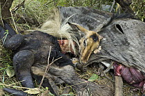 Poacher's camp with hides, meat, and skulls of wildebeest and impala found and confiscated by Mara Conservancy rangers, Serengeti National Park, Tanzania