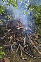 Poacher's confiscated meat of wildebeest and impala with supplies being burned by Mara Conservancy rangers, Serengeti National Park, Tanzania