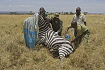 Burchell's Zebra (Equus burchellii) with rangers and veterinarians removing poacher's snare around its neck, Masai Mara, Kenya