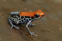 Reticulated Poison Dart Frog (Dendrobates reticulatus), Allpahuayo Mishana National Reserve, Peru