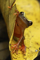 Bereis' Treefrog (Dendropsophus leucophyllatus), Allpahuayo Mishana National Reserve, Peru