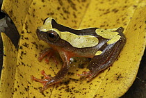 Bereis' Treefrog (Dendropsophus leucophyllatus) on yellow leaf, Allpahuayo Mishana National Reserve, Peru
